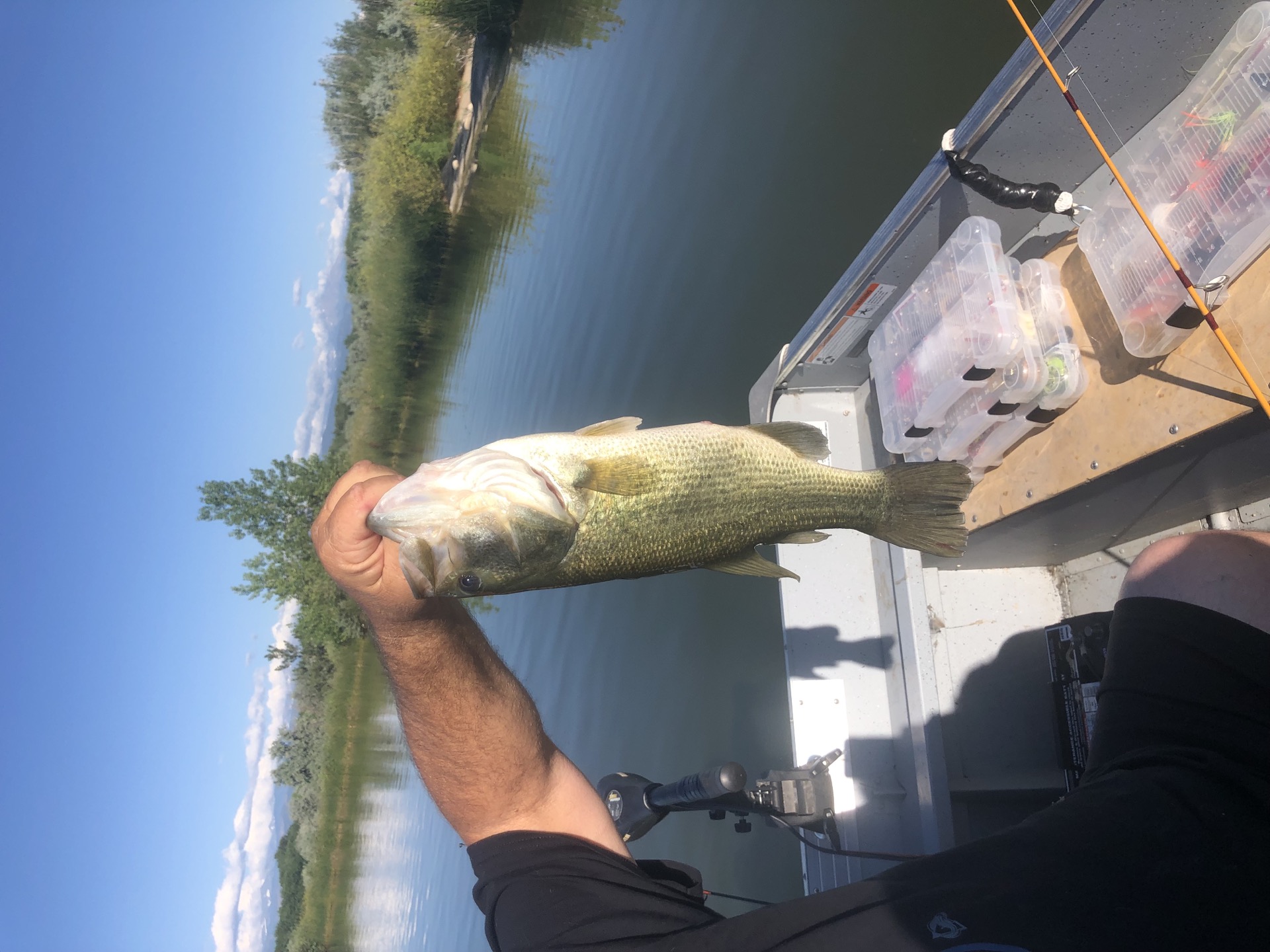 A beautiful close-up of a freshly caught Largemouth Bass in Reflection Bay