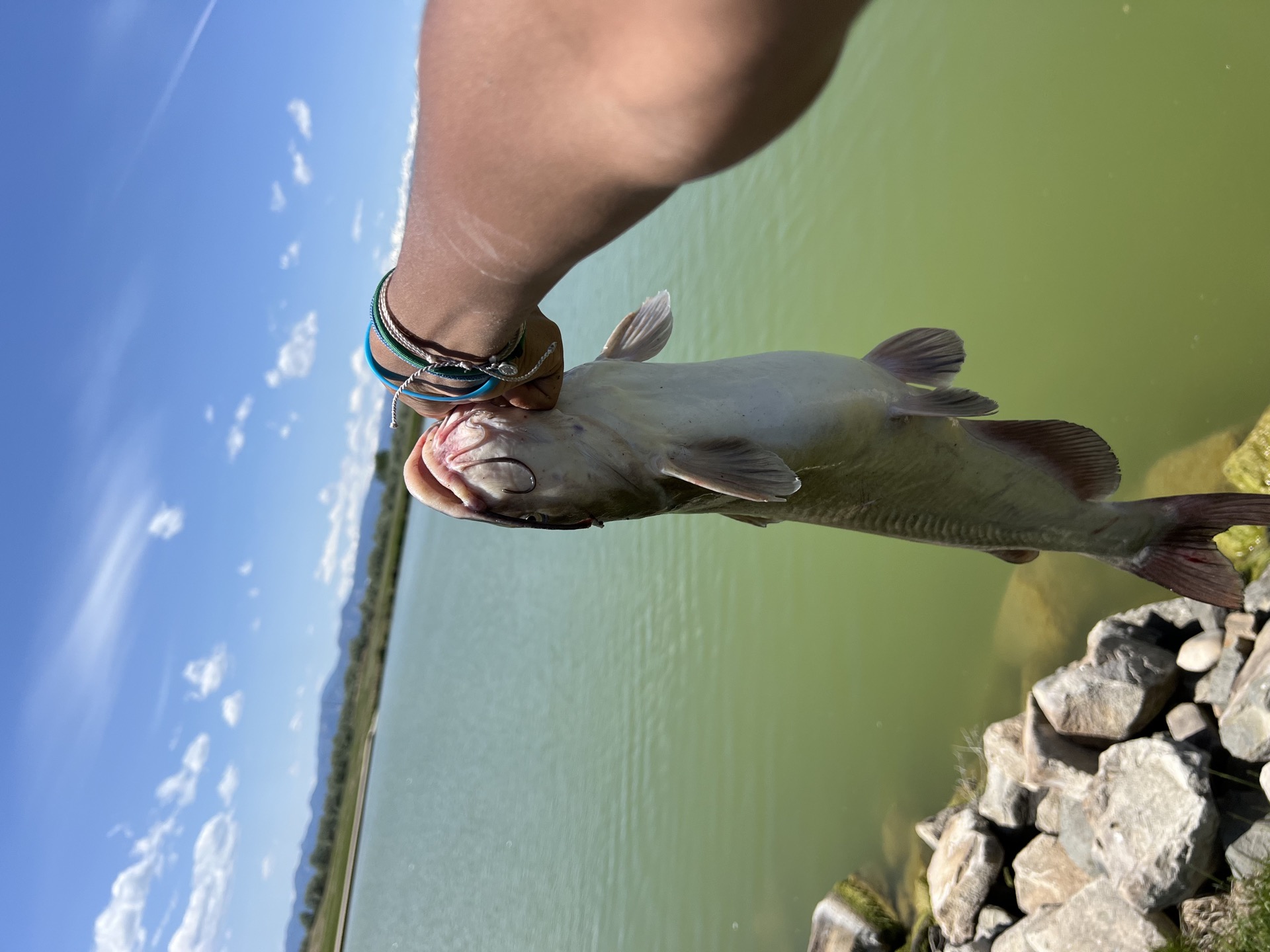 A healthy stocked Channel Catfish from the deep channels of the lake