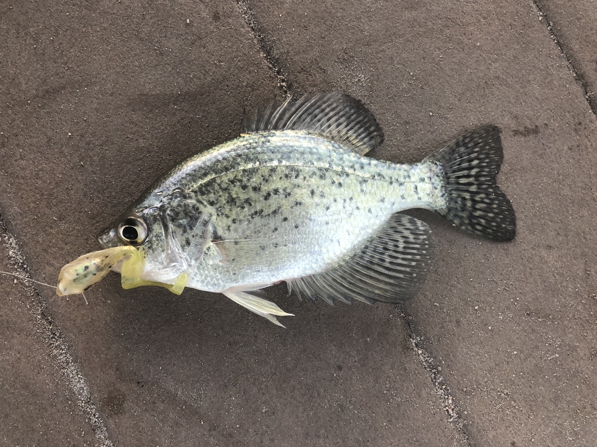 A silver-green Black Crappie displaying intricate black mottling